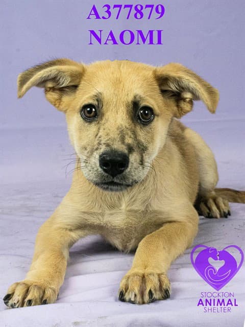 Naomi - German Shepherd Dog