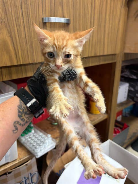 Clover - Domestic Short Hair