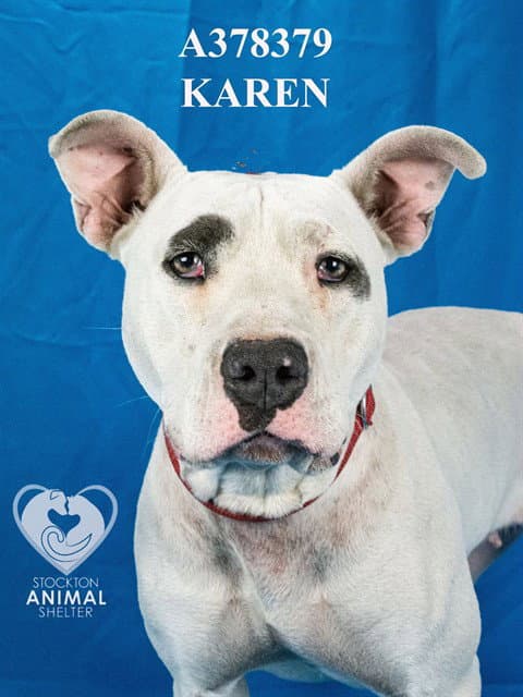 Karen - Staffordshire Bull Terrier