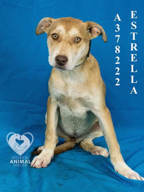 Estrella - Pit Bull Terrier