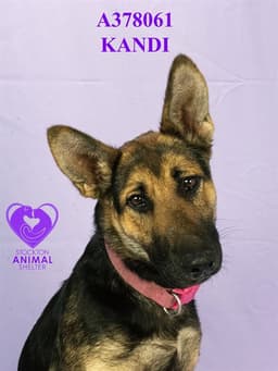 Kandi image 1