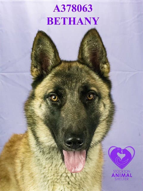 Bethany - German Shepherd Dog