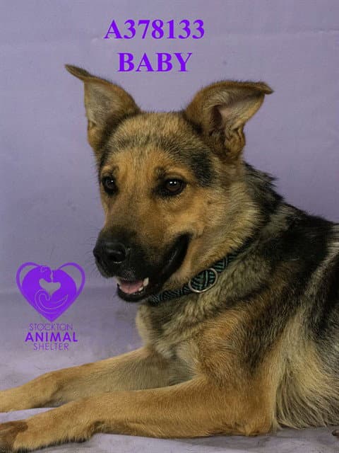 Baby - German Shepherd Dog