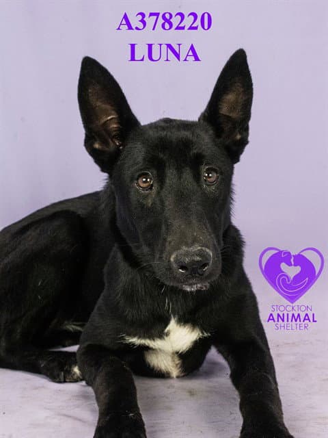 Luna - German Shepherd Dog