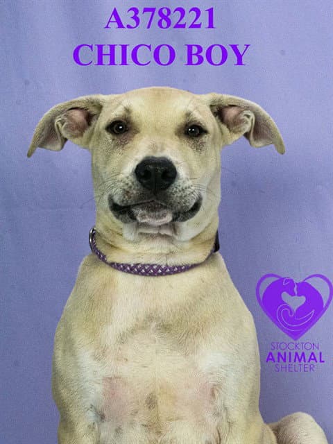 Chico Boy - Pit Bull Terrier