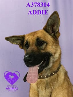 Addie image 1