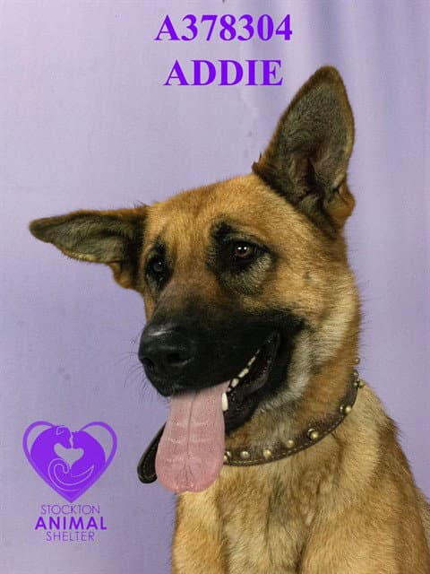 Addie - German Shepherd Dog