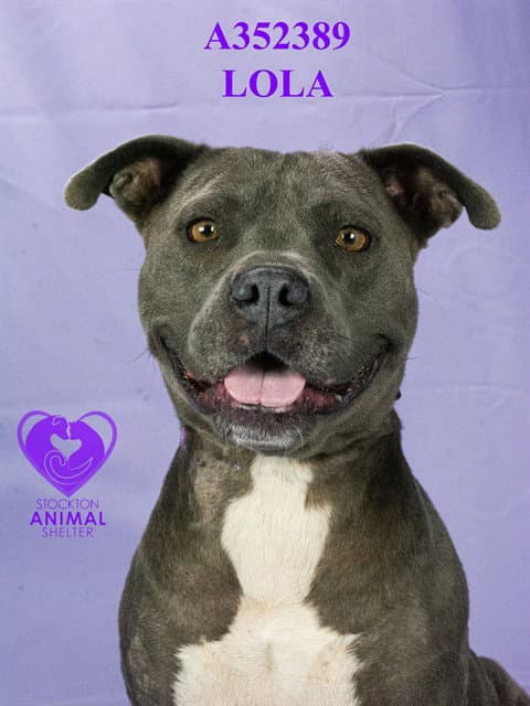 Lola - Pit Bull Terrier