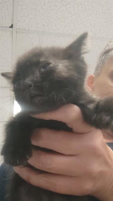 Sally - Domestic Short Hair