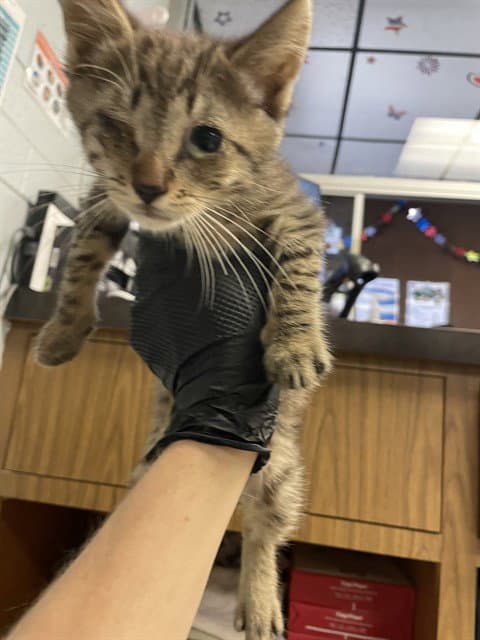 Buster - Domestic Short Hair