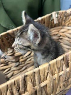 Unknown - Domestic Short Hair