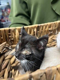 Unknown - Domestic Short Hair