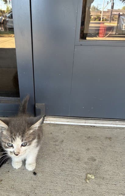 Unknown - Domestic Short Hair