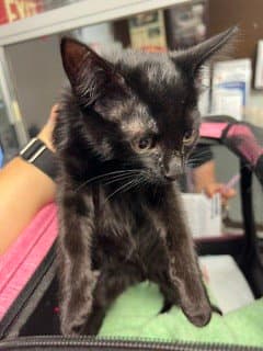 Unknown - Domestic Short Hair
