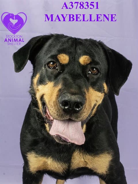 Maybellene - Rottweiler