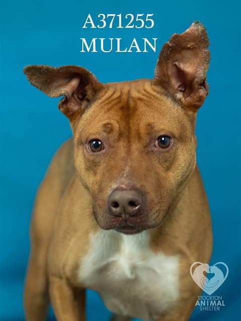 Mulan - Pit Bull Terrier