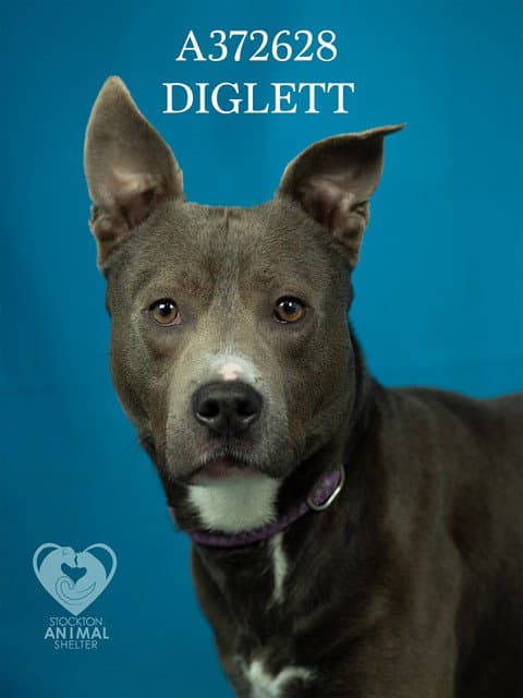 Diglett - Pit Bull Terrier