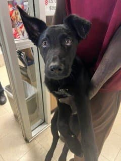 Dodger - German Shepherd Dog