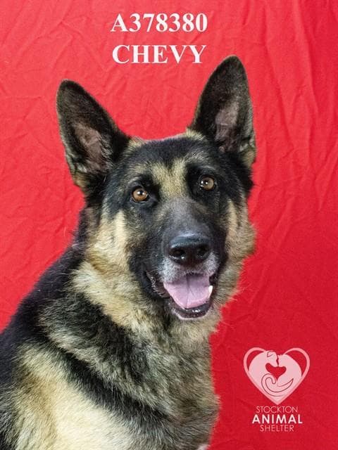 Chevy - German Shepherd Dog