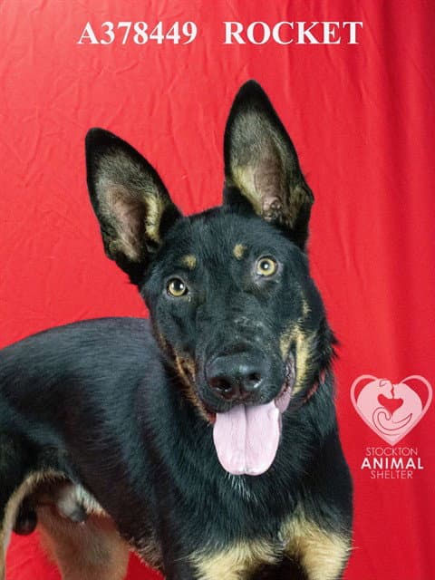 Rocket - German Shepherd Dog