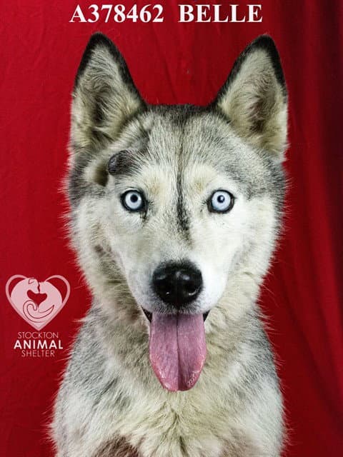 Belle - Siberian Husky