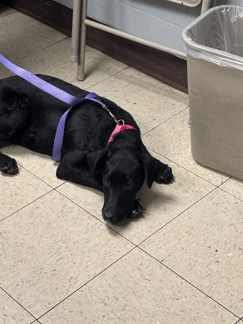 Liberty - Labrador Retriever