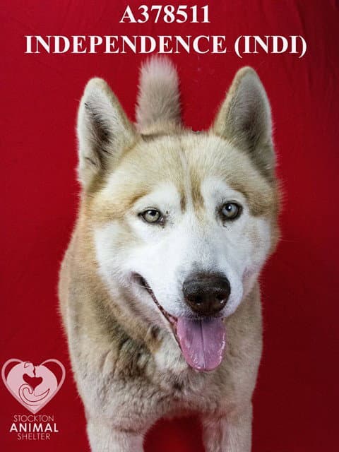 Independence Indi - Siberian Husky
