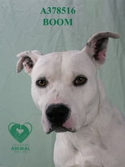 Boom image 1