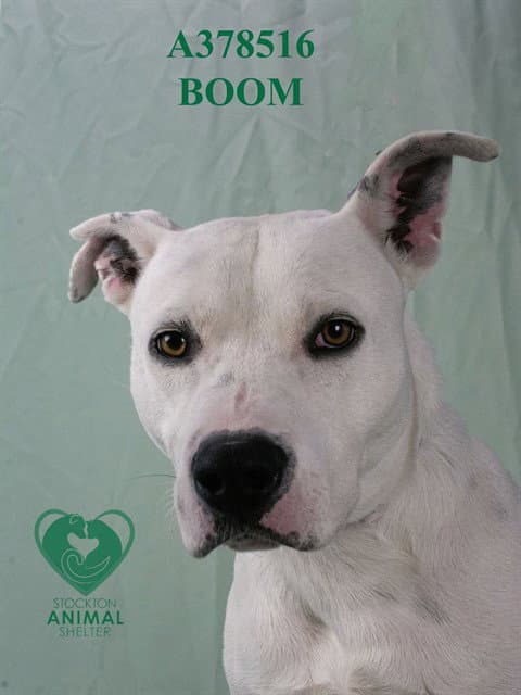 Boom - Pit Bull Terrier