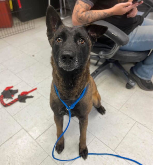 Skillet - Belgian Shepherd Malinois