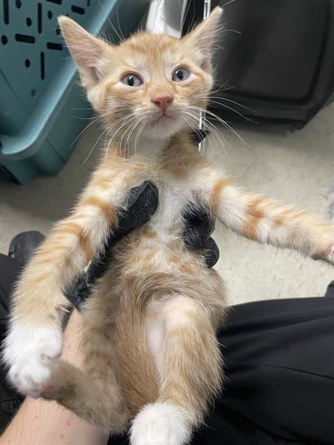 Unknown - Domestic Short Hair