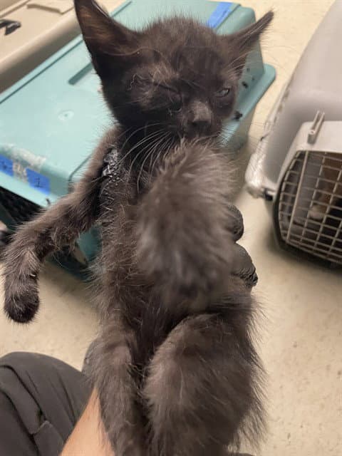 Unknown - Domestic Short Hair
