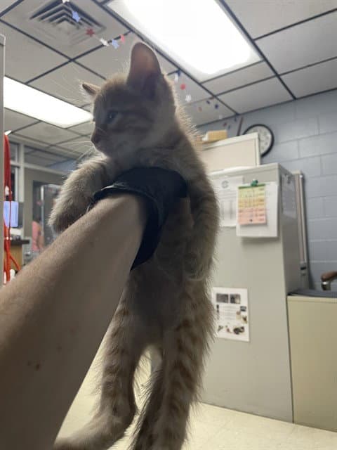 Unknown - Domestic Short Hair