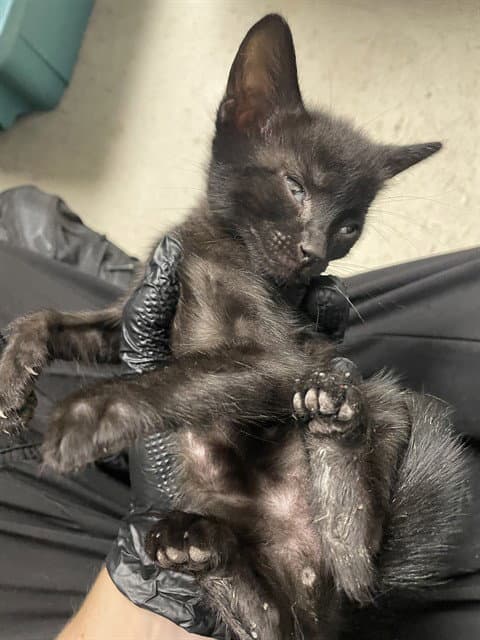 Unknown - Domestic Short Hair