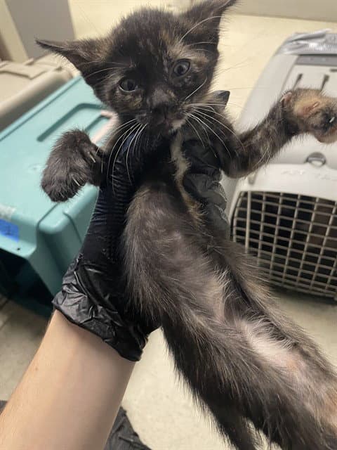 Unknown - Domestic Short Hair