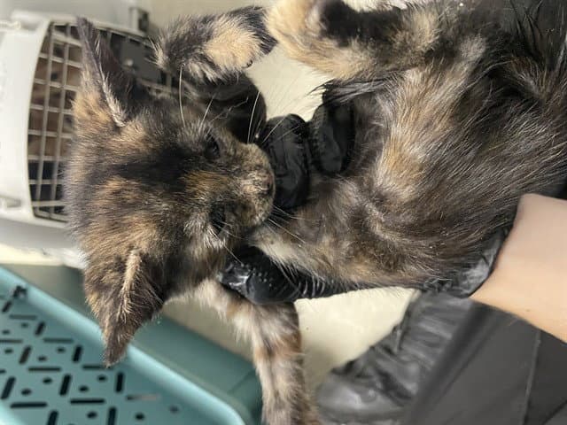 Unknown - Domestic Short Hair