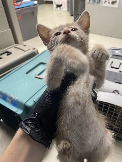 Unknown - Domestic Short Hair