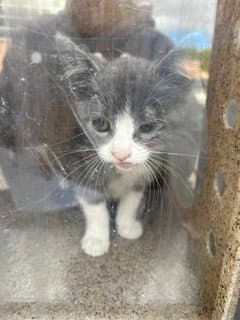 Jenny - Domestic Short Hair