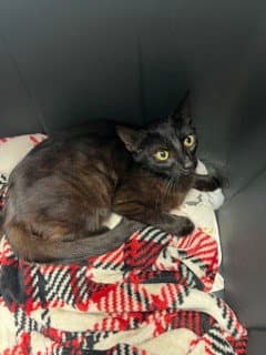 Minnie image 1