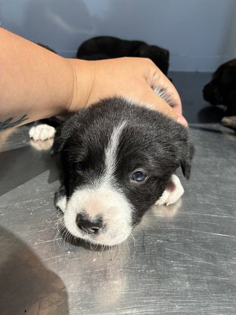 Latte - Border Collie