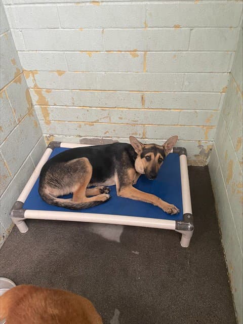 Shiloh - German Shepherd Dog