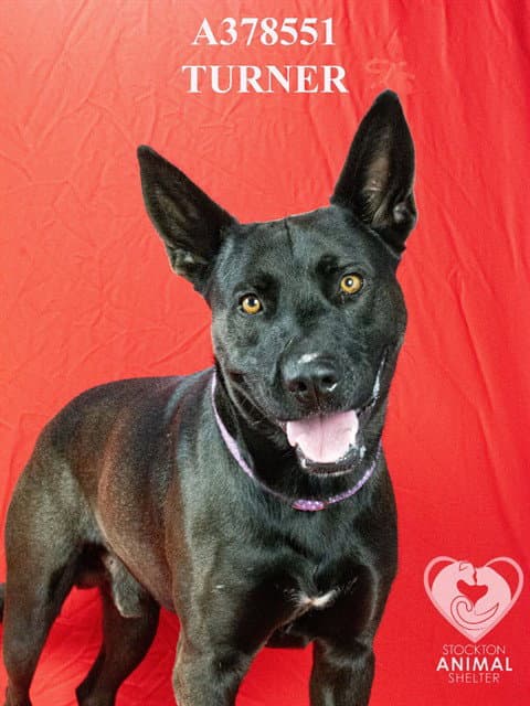 Turner - German Shepherd Dog