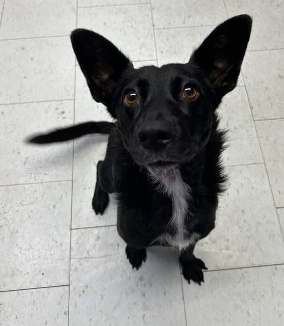 Machi - German Shepherd Dog