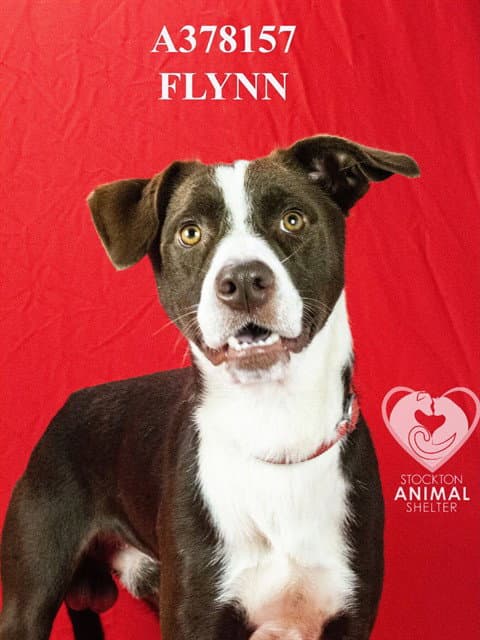 Flynn - Border Collie