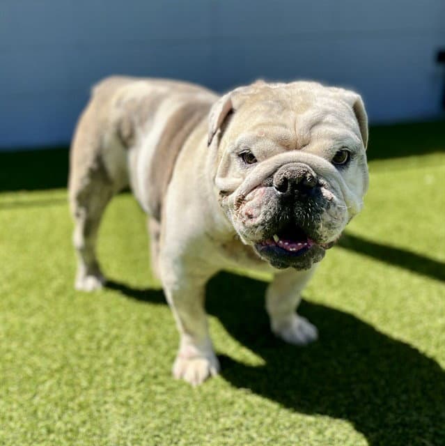 Tollhouse - English Bulldog