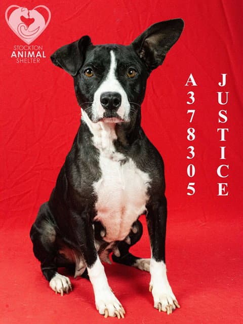 Justice - Terrier