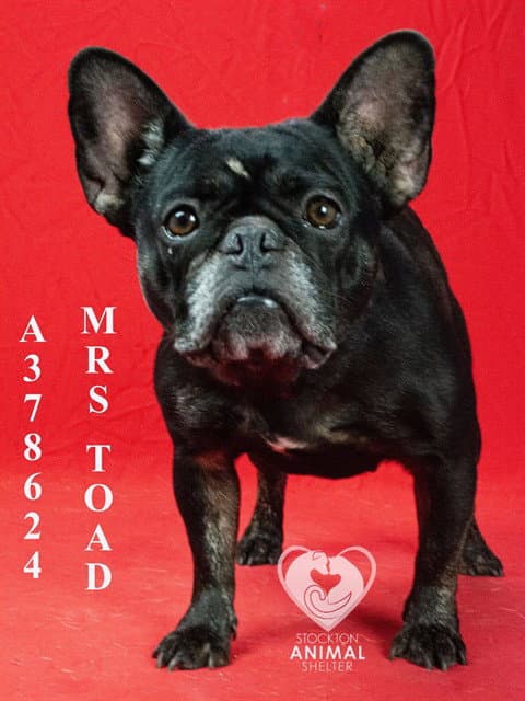 Mrs Toad - French Bulldog