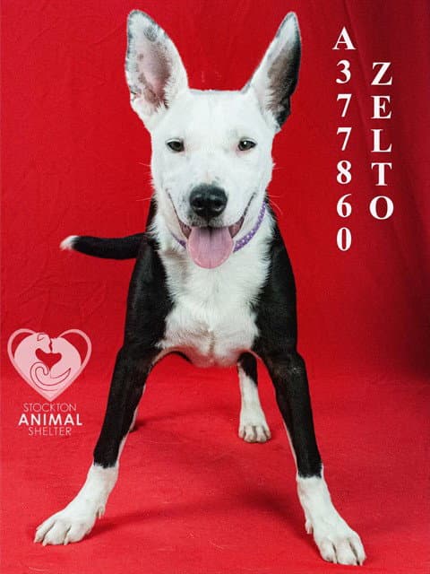 Zelto - Australian Kelpie