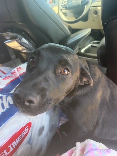 Unknown - Pit Bull Terrier