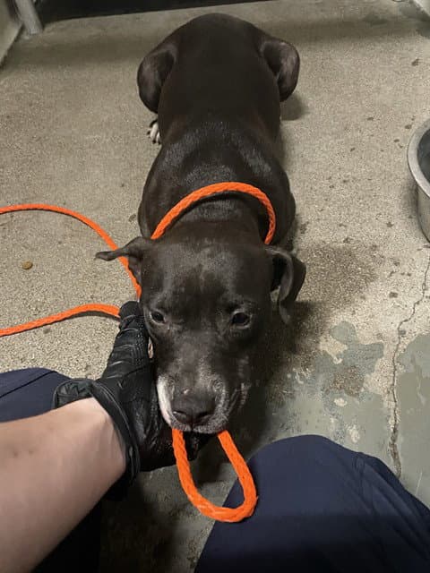 Biggins - Pit Bull Terrier
